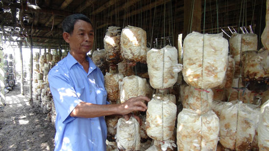 
Ông Phạm Văn Mỹ kiểm tra các bịch giống nấm.
