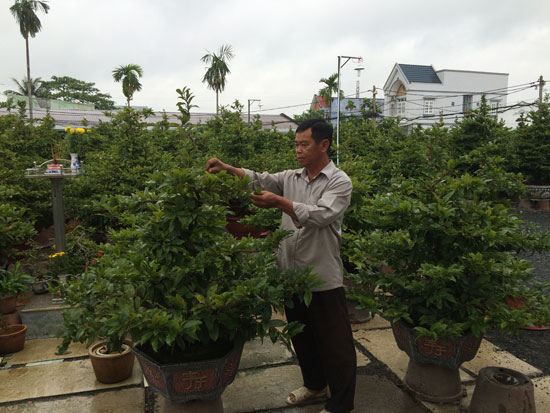 
Nhiều nhà vườn trồng mai tại Thành phố Hồ Chí Minh lo lắng khi mai bung nụ nở sớm trước Tết.
