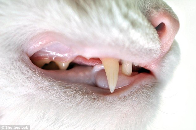 80% các trường hợp bị nhiễm trùng do mèo cắn. Với răng nhỏ, sắc, mèo gây ra lỗ thủng và đẩy vi khuẩn vào sâu dưới da.