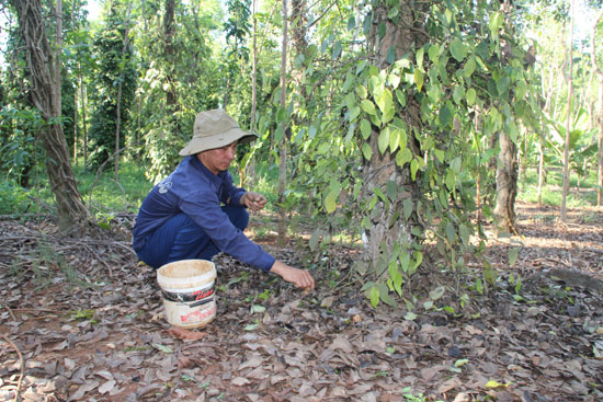   Anh Đặng Công Hải thu nhặt những trái tiêu non rụng do nhiễm bệnh.  