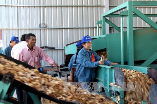 Công nhân đang làm việc tại dây chuyền sản xuất gỗ dăm từ gỗ nguyên liệu. Ảnh minh họa: Thế Lập/TTXVN.
