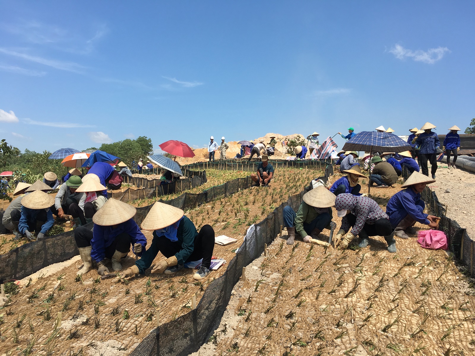 Có hơn 1000 lao động đang xây dựng trên công trường, trong đó một nhóm công nhân đang trồng cỏ tại hố golf số 8.