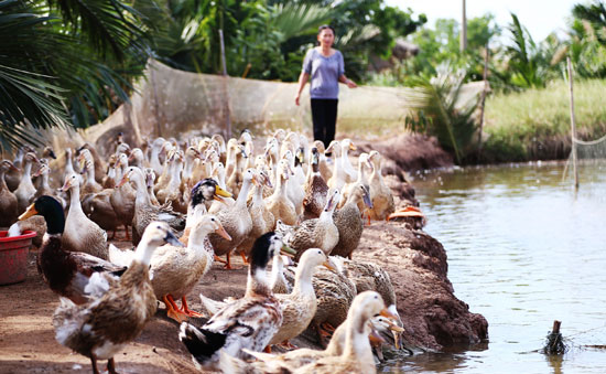 
Tăng trưởng chăn nuôi cao nhất trong 10 năm trở lại đây.
