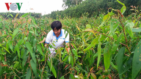   Anh Nguyễn Văn Đắng đang chăm sóc cây tràm Úc.  