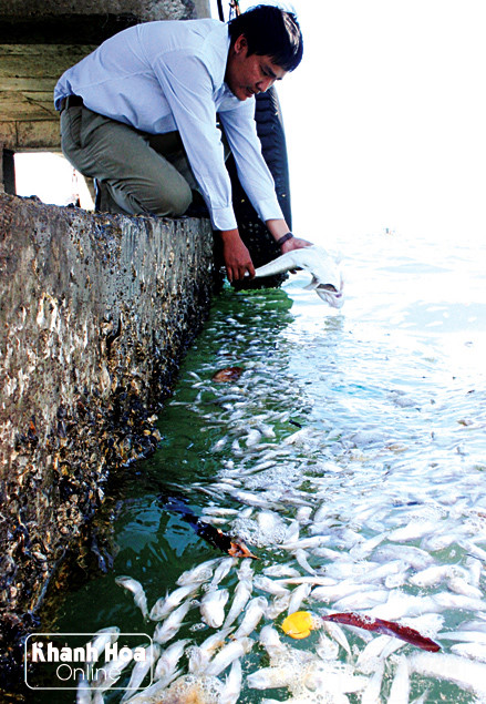 Cá chết dạt vào khu vực cầu cảng Vĩnh Yên.