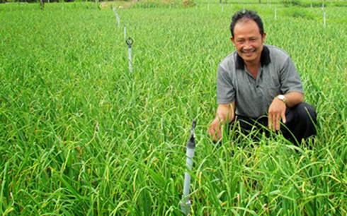 
Cây tỏi trồng ở Khánh Hòa phát triển nhanh, cho năng suất cao mang lại bạc tỷ cho người nông dân (Ảnh minh họa: Toikhanhhoa.com)
