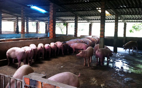 
Nhiều hộ chăn nuôi lợn tại Đồng Tháp đang gặp khó khăn và không tái đàn dịp Tết.
