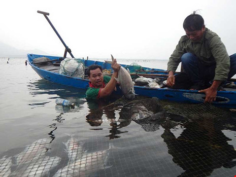 
Anh Trần Văn Minh ngâm người dưới dòng nước lạnh buốt để vớt cá chết. Ảnh: NGUYỄN DO
