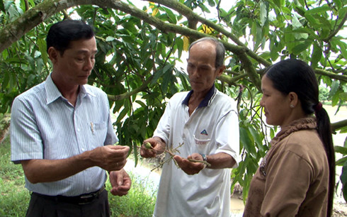 
Mưa dầm khiến cho xoài ra bông nhưng không đậu trái.
