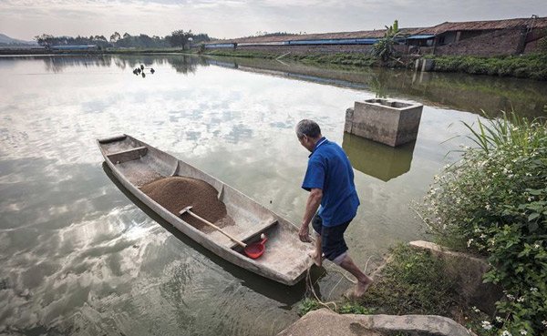 Các đầm nuôi tôm chức hàm lượng kháng sinh cao 