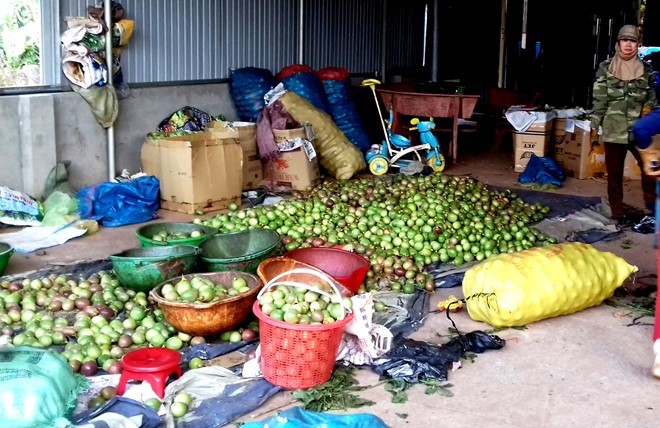 Một điểm thu mua chanh dây tại Gia Lai. Ảnh: Hải Nam.