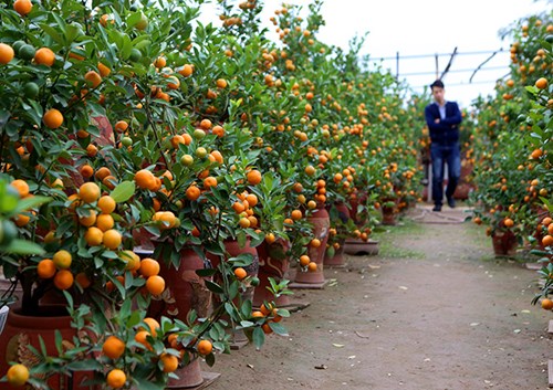 
Tại vườn quất Bonsai Tiến Mạnh, nghệ nhân Tiến Mạnh cho biết, thời tiết khiến cho quả quất năm nay không được căng mọng như những năm trước. Tuy nhiên, giá quất không đổi. Cây quất Bonsai rẻ nhất giá 300 ngàn đồng. 
