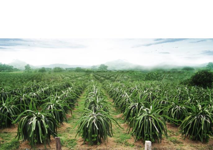 Bên ngoài nhà máy được trồng nhiều loại cây ăn quả như: đu đủ, chuối, dừa...và đặc biệt là cây thanh long được trồng rất nhiều.