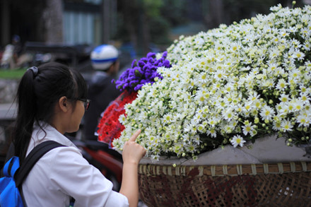 Dạo quanh phố phường Hà Nội như Phan Đình Phùng, Giảng Võ, Láng… trên nhiều con đường đồng loạt xuất hiện những gánh xe cúc họa mi trắng muốt thu hút ánh nhìn nhiều người qua đường.