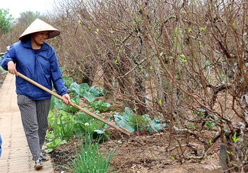   Cô Nhuận, chủ vườn đào Nhuận Phát cho biết, gia đình vừa tuốt lá vào đầu tháng 11 Âm lịch. Nếu thuận lợi thì cây sẽ ra hoa đẹp vào đúng dịp Tết. Tất cả trông chờ vào thời tiết tháng cuối năm  