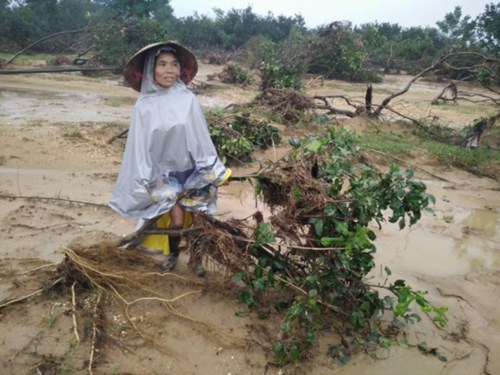 
Ông Cao Viết Hòa, Chủ tịch xã Hương Trạch cho biết: “ Trận lũ vừa qua làm cho người dân trồng bưởi Phúc Trạch điêu đứng. Toàn xã có trên 10ha bưởi của người dân bị thiệt hại nặng. Để bưởi cho thu hoạch, người dân phải mất ít nhất 5 năm trồng lại mới cho thu hoạch được”.
