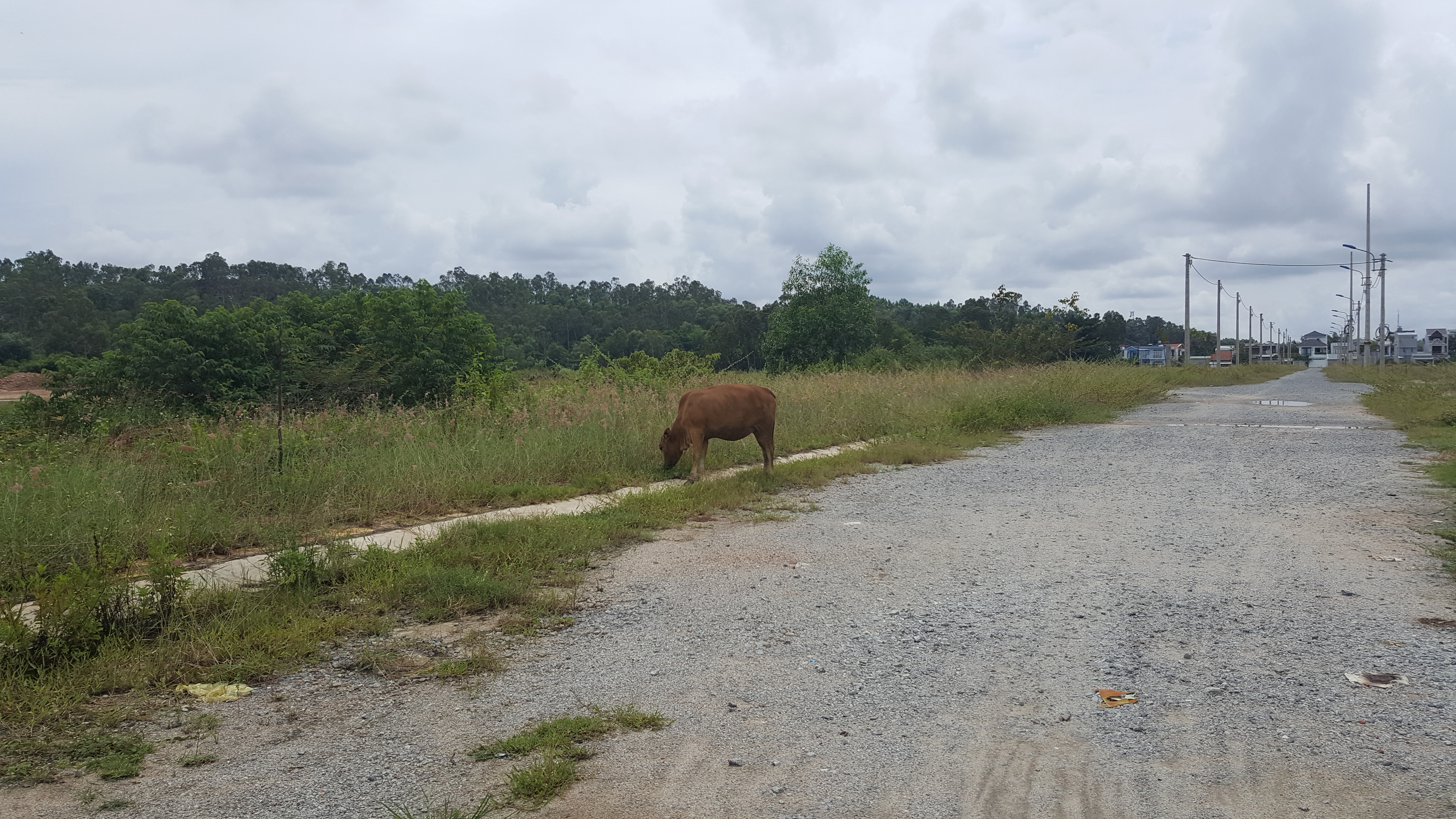Cảnh bỏ hoang bên trong dự án.