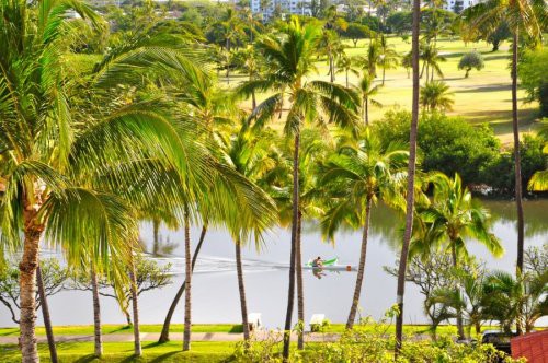 
Đảo dứa của Hawaii
