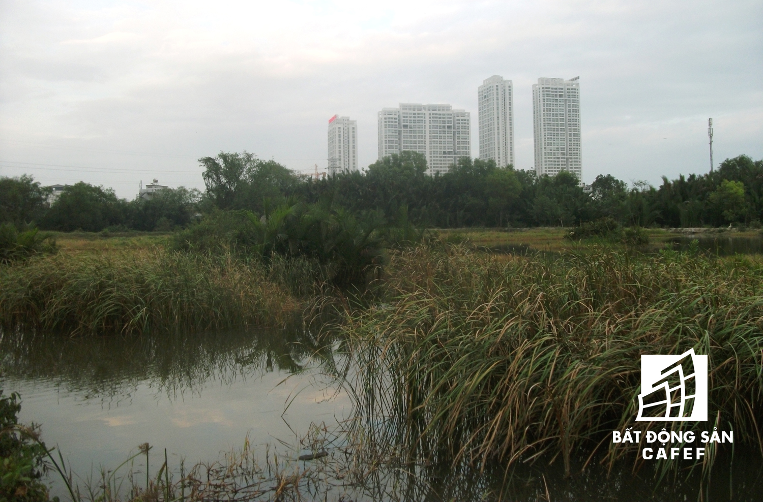 Cỏ dại mọc um tùm ở những khu đất đã được đền bù, GPMB nhưng chưa triển khai công trình trên đất.
