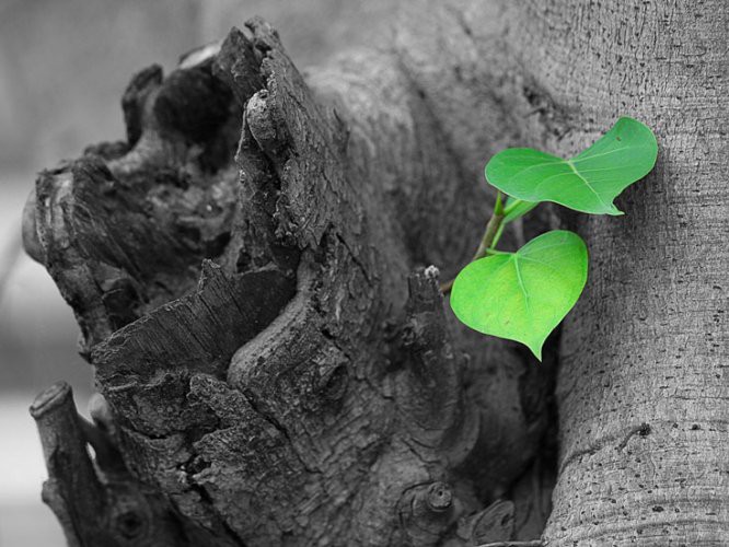 Hồi sinh - những trường hợp tạo ra các khoản lợi nhuận đáng sợ nhất trên sàn chứng khoán.