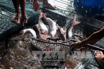 Thu hoạch cá tra tại vùng nuôi của Công ty Bình An (TP Cần Thơ). Ảnh: An Đăng - TTXVN