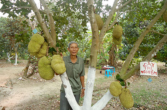   Cây mít không hạt ba láng  