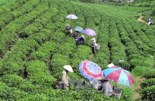 Thu hái chè tại vùng chè Sông Cầu, huyện Đồng Hỷ (Thái Nguyên). Ảnh: Hoàng Nguyên/TTXVN