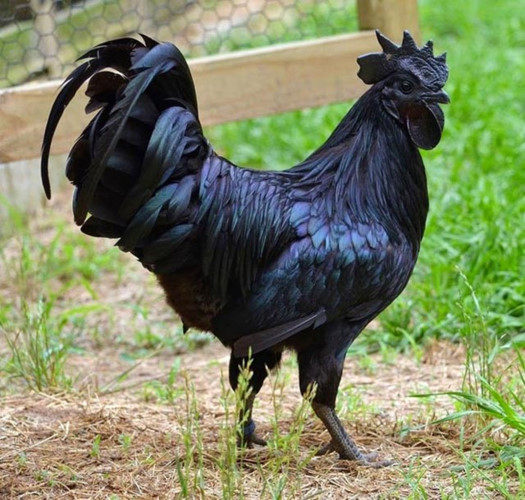 
Giá mỗi chú gà Ayam Cemani lên tới vài ngàn USD (Ảnh: KT)
