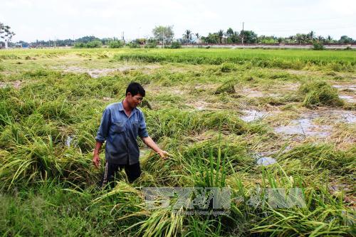 Gần 1 ha lúa của anh Trần Thai Nguyên, 43 tuổi tại ấp Long Trung, xã Long Thành trung, huyện Hòa Thành, Tây Ninh bị ngã đổ do mưa trái mùa.
