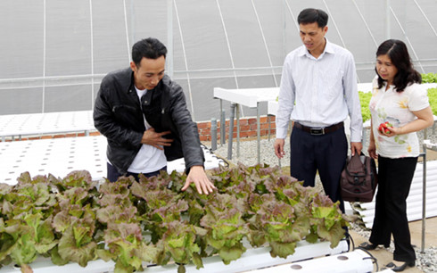 
Khách du lịch thăm quan, tìm hiểu kĩ thuật sản xuất nông nghiệp công nghệ cao tại Đà Lạt, Lâm Đồng.
