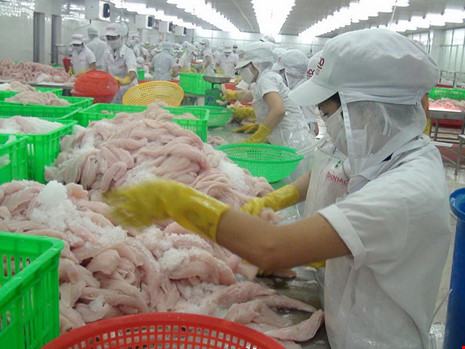 
Các tổ chức chứng nhận quốc tế lĩnh vực thủy sản khẳng định đa số các trang trại cá tra Việt Nam đều đạt tiêu chuẩn quốc tế về chất lượng, đảm bảo vệ sinh an toàn thực phẩm, không gây ô nhiễm môi trường. Ảnh: QH
