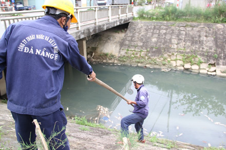 
Các nhân viên của Công ty Thoát nước và xử lý nước thải TP.Đà Nẵng tiến hành vớt cá chết.
