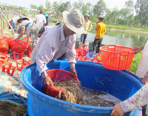 
Hầu hết mặt hàng nông, lâm, thủy sản có lượng xuất khẩu giảm trong 2 tháng đầu năm Ảnh: Duy Nhân
