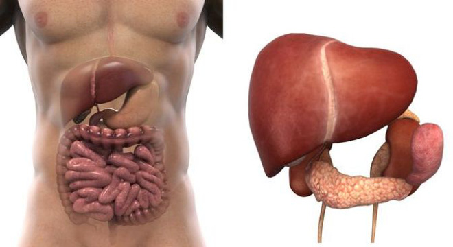 Gan là bộ phận quan trọng nhất của cơ thể để loại bỏ độc tố.