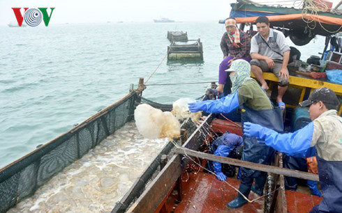 Nghề khai thác và chế biến sứa thu hút hàng nghìn ngư dân cùng người lao động đổ về Cô Tô mỗi mùa vụ.