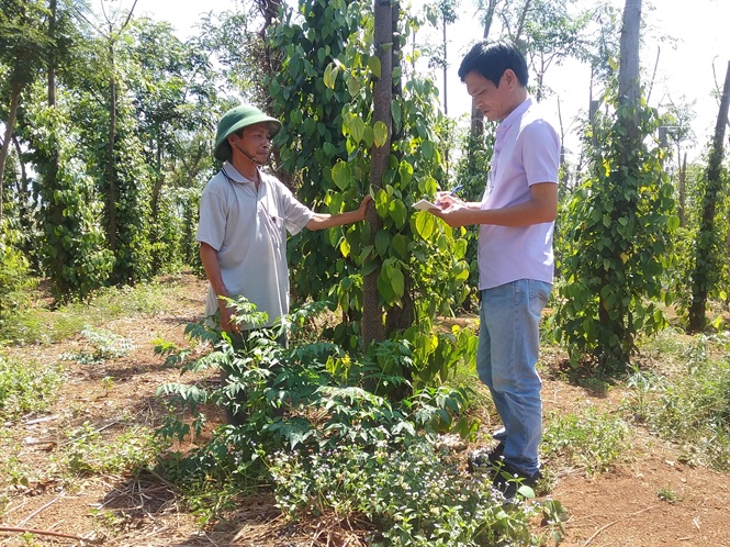 Tìm hiểu nguyên nhân khiến Hồ tiêu Tây Nguyên chết như "ngả rạ". 1 Tính đến thời điểm hiện tại, diện tích hồ tiêu của cả nước đã vượt ngưỡng 85.000 ha - vượt quy hoạch hơn 30.000 ha