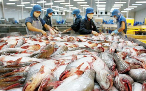 Cá tra của Việt Nam, lâu nay vẫn phải dùng tên gọi tra fish, sẽ chuyển thành catfish (Ảnh minh họa: KT)