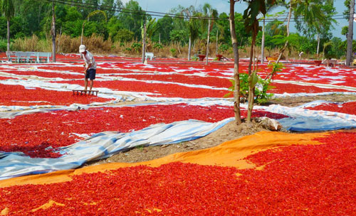   Không bán được, nhiều nông dân đã phơi ớt khô để trữ chờ giá cao lên sẽ bán ảnh THỐT NỐT  