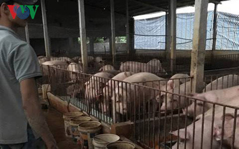 Dân nuôi lợn xã Ngọc Lũ đang phải vật lộn từng ngày với đàn lợn lên đến cả ngàn con/hộ.