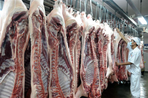 
Nhiều nguy cơ sau đợt giải cứu thịt lợn này sẽ có một đợt khan hiếm thịt lợn xảy ra.
