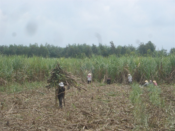 Thu hoạch mía ở Long An