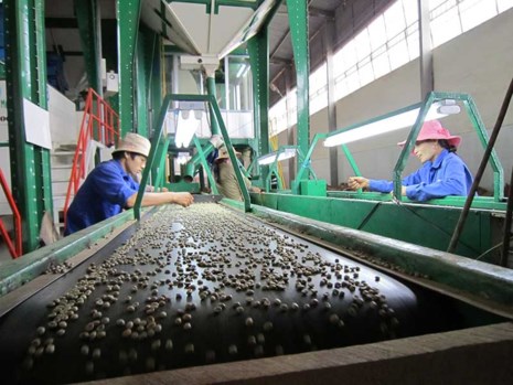 Chế biến cà phê tại Công ty Phước An, nơi đang quản lý 1.400 ha cà phê. Ảnh: TU