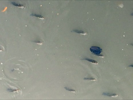 
Cá nổi khá nhiều trên kênh Nhiêu Lộc - Thị Nghè vào sáng nay. Ảnh: HT
