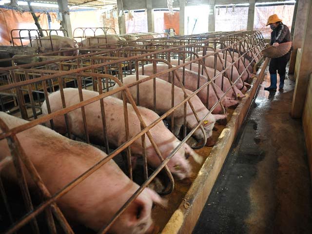 Lợn đến lứa xuất chuồng hiện còn tồn đọng khoảng 300.000 tấn