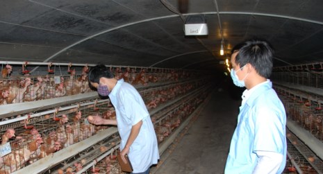 Các trang trại nuôi gà đẻ trứng cũng đang lao đao vì giá thấp, người nuôi thua lỗ. Ảnh: QH