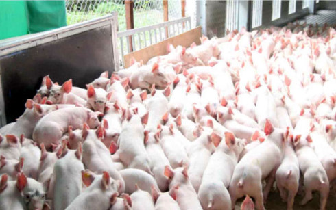 Nhiều nông dân sử dụng vốn vay ưu đãi đầu tư chăn nuôi lợn. (Ảnh minh họa: KT)