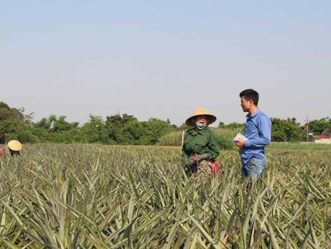 Thương lái Trung Quốc đã đến nhiều vùng thu mua dứa với giá cao bất thường. Trong ảnh: Nông dân đang hái dứa bán cho Trung Quốc. Ảnh: ĐẶNG TRUNG