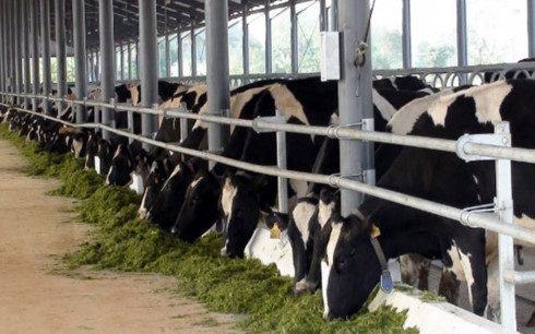 
Khuyến khích các thành phần kinh tế đầu tư vào chăn nuôi bò sữa với quy mô lớn và áp dụng công nghệ cao nhằm tăng sản lượng sữa.(Ảnh minh họa: KT)
