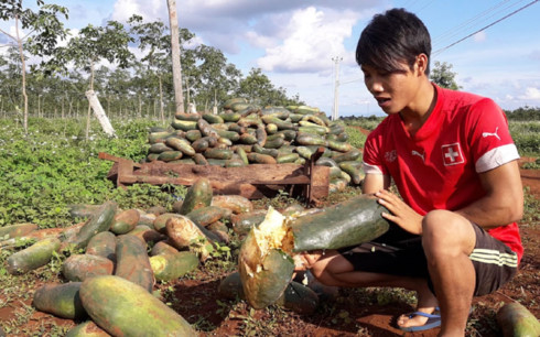 
Người dân Gia Lai khốn đốn vì bí đao xanh không ai mua. (Ảnh: Dân Việt)
