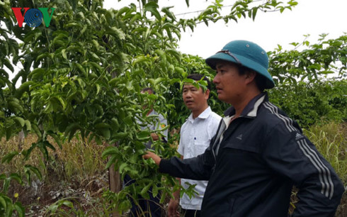 Chanh dây không trái. 